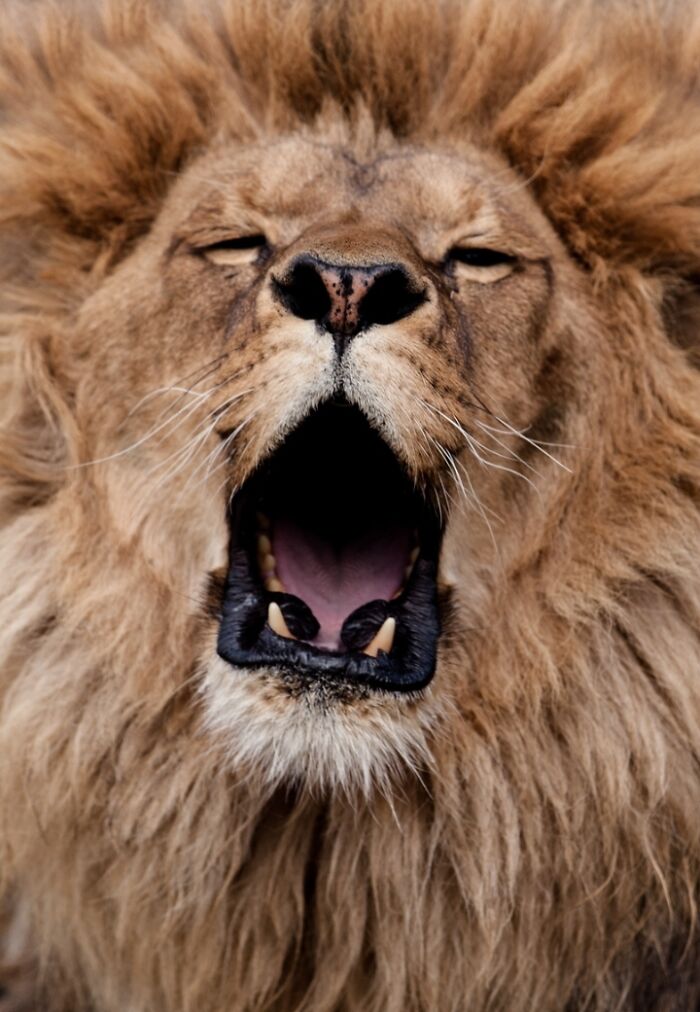 27 Funny Photos That Prove Animals Can Catch Your Yawn