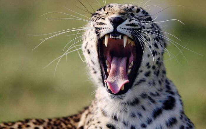 27 Funny Photos That Prove Animals Can Catch Your Yawn