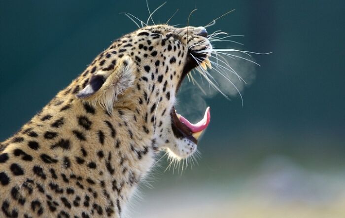 27 Funny Photos That Prove Animals Can Catch Your Yawn