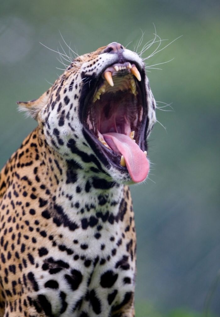 27 Funny Photos That Prove Animals Can Catch Your Yawn