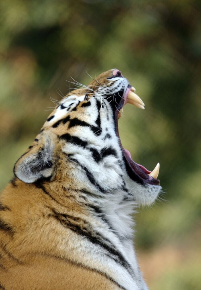 27 Funny Photos That Prove Animals Can Catch Your Yawn