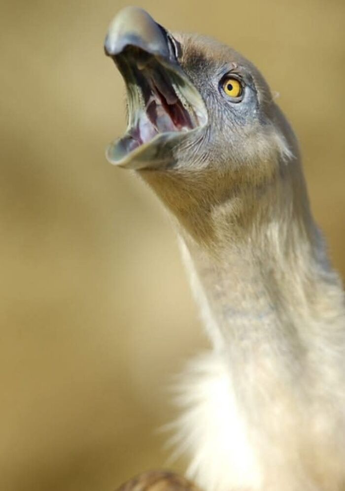 27 Funny Photos That Prove Animals Can Catch Your Yawn