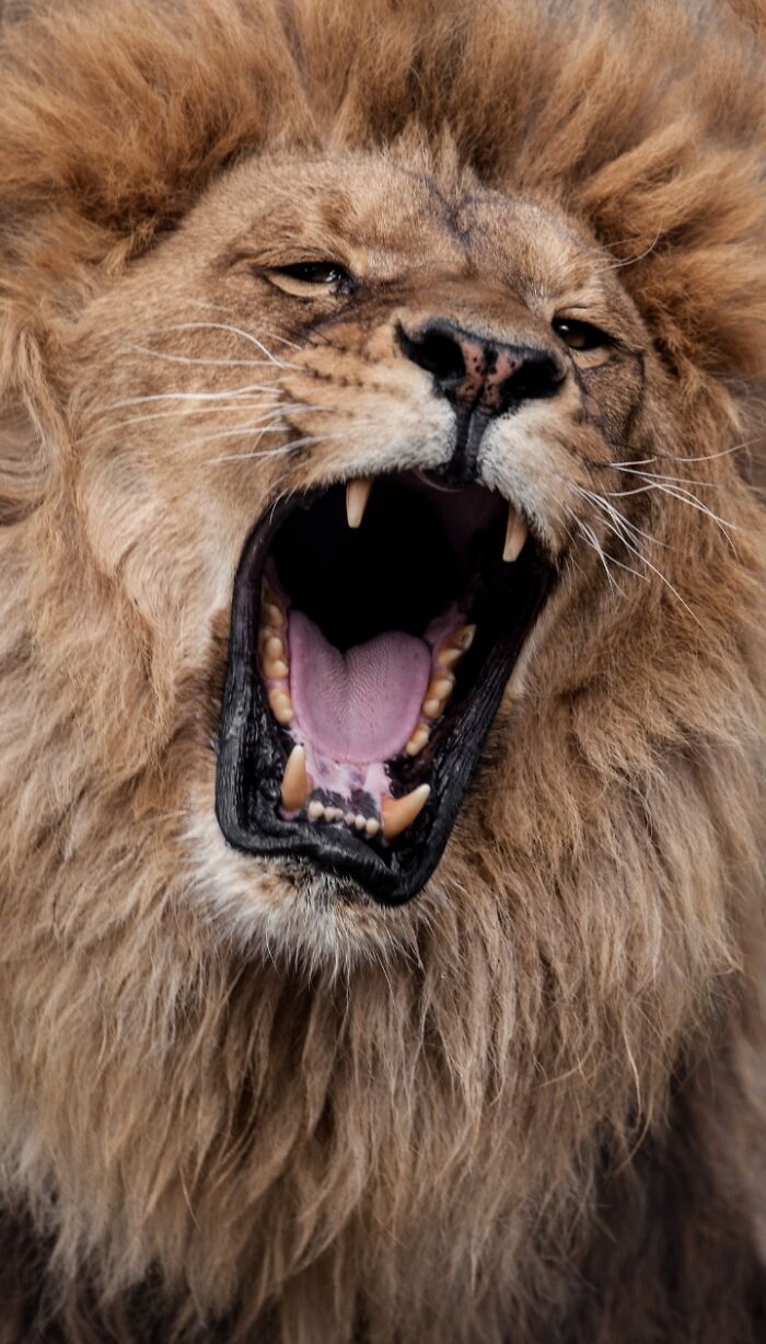 27 Funny Photos That Prove Animals Can Catch Your Yawn