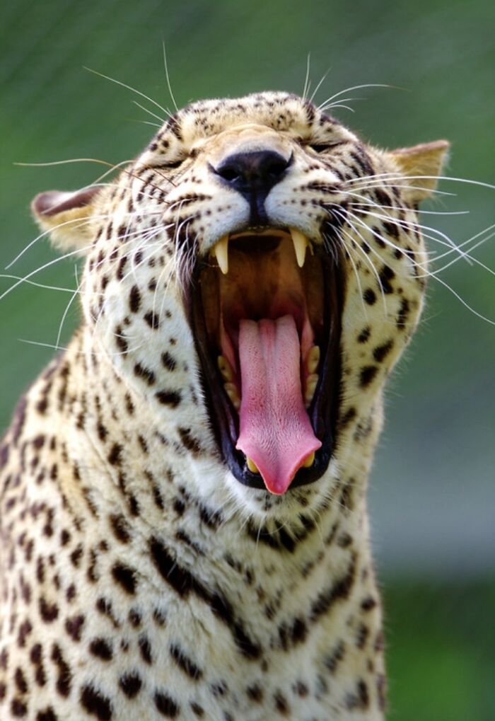27 Funny Photos That Prove Animals Can Catch Your Yawn