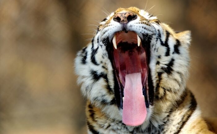 27 Funny Photos That Prove Animals Can Catch Your Yawn