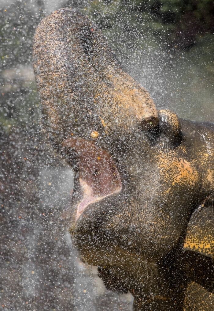 27 Funny Photos That Prove Animals Can Catch Your Yawn