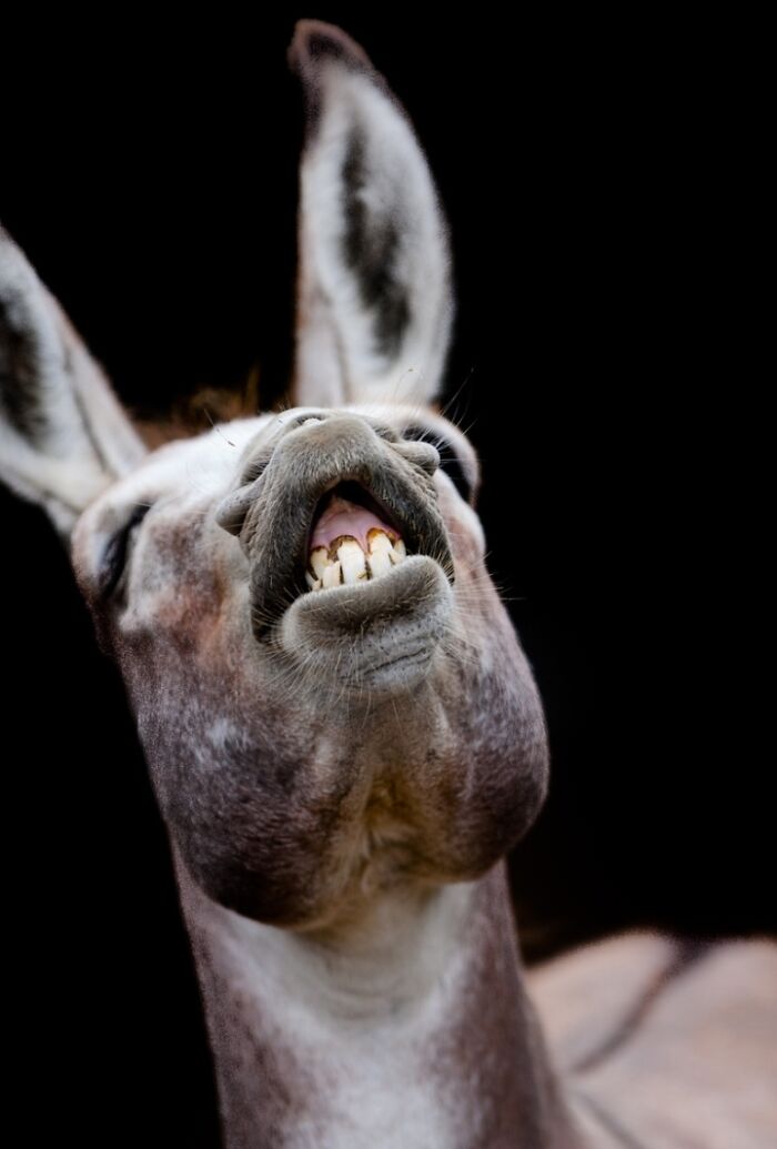 27 Funny Photos That Prove Animals Can Catch Your Yawn