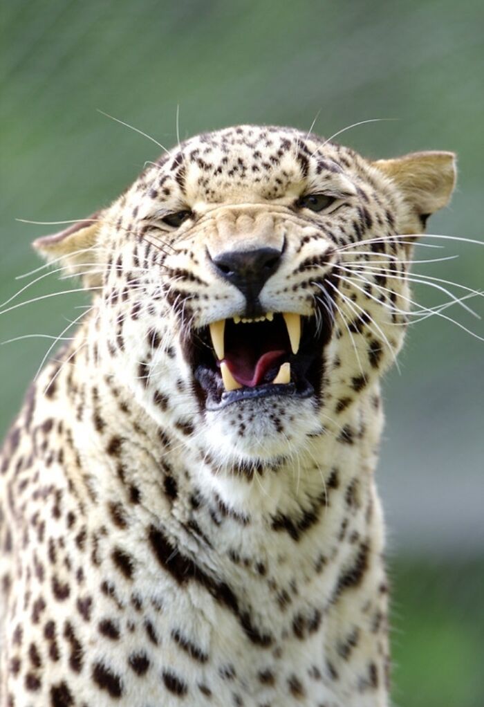 27 Funny Photos That Prove Animals Can Catch Your Yawn