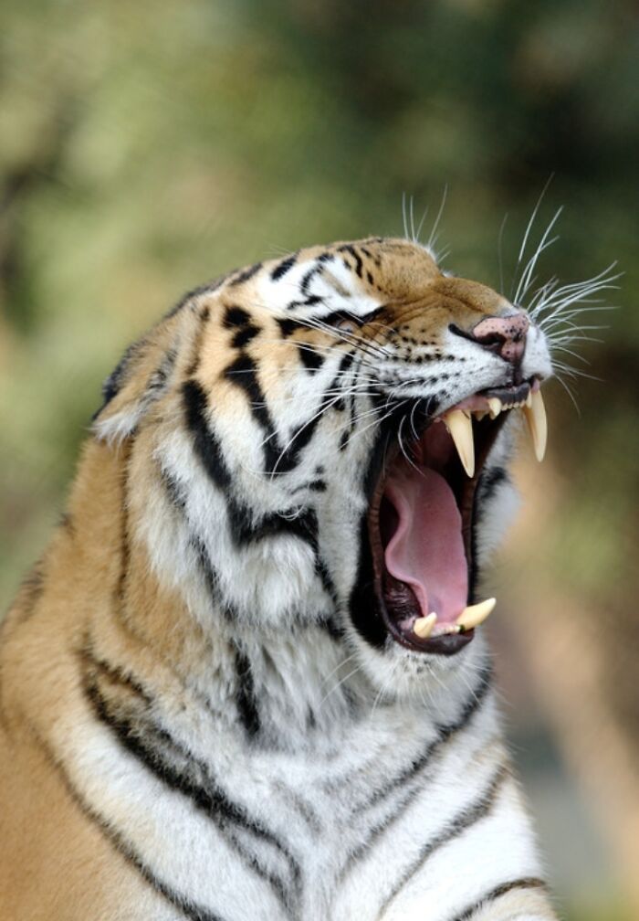 27 Funny Photos That Prove Animals Can Catch Your Yawn