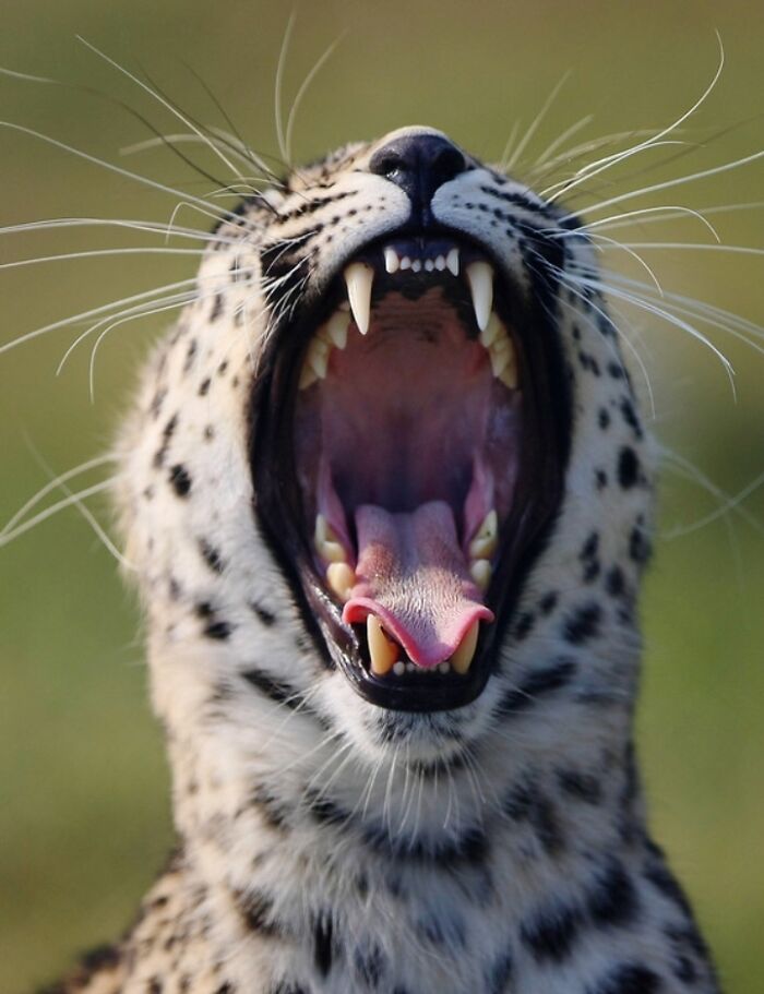 27 Funny Photos That Prove Animals Can Catch Your Yawn
