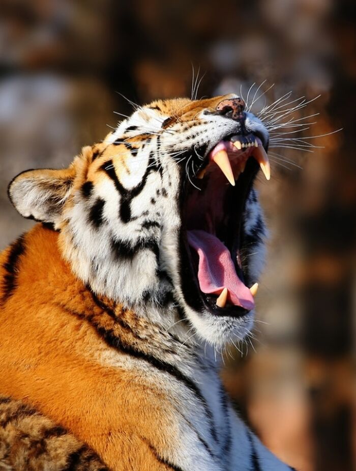 27 Funny Photos That Prove Animals Can Catch Your Yawn