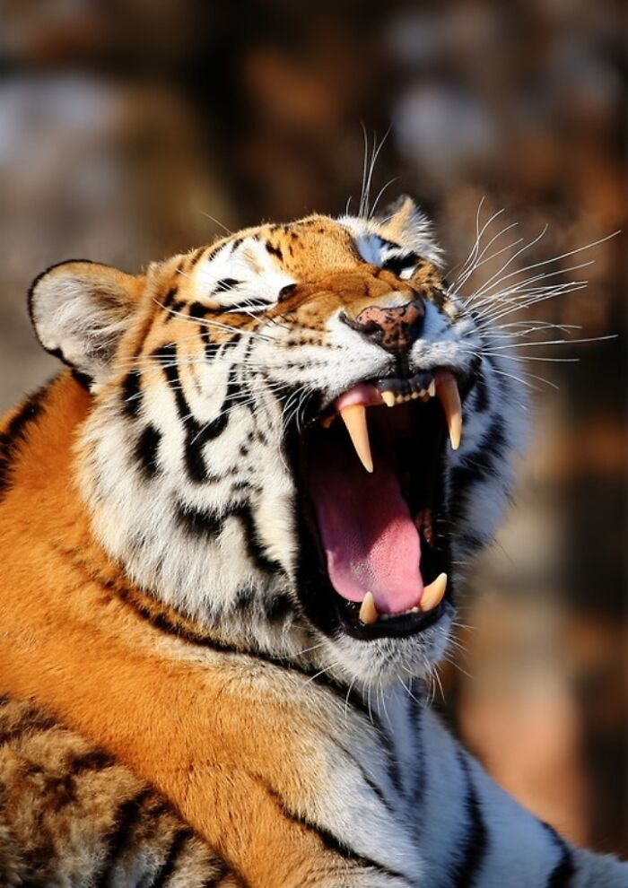 27 Funny Photos That Prove Animals Can Catch Your Yawn