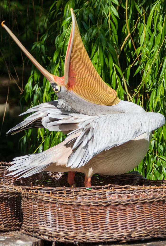 27 Funny Photos That Prove Animals Can Catch Your Yawn