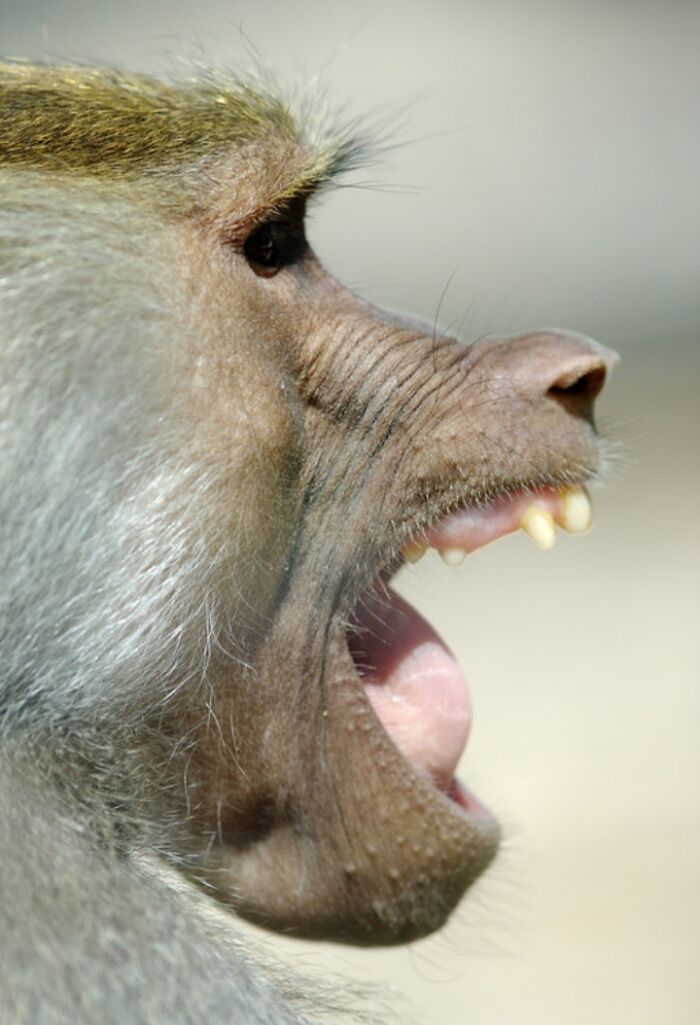 27 Funny Photos That Prove Animals Can Catch Your Yawn