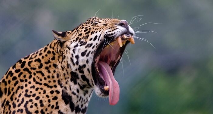 27 Funny Photos That Prove Animals Can Catch Your Yawn