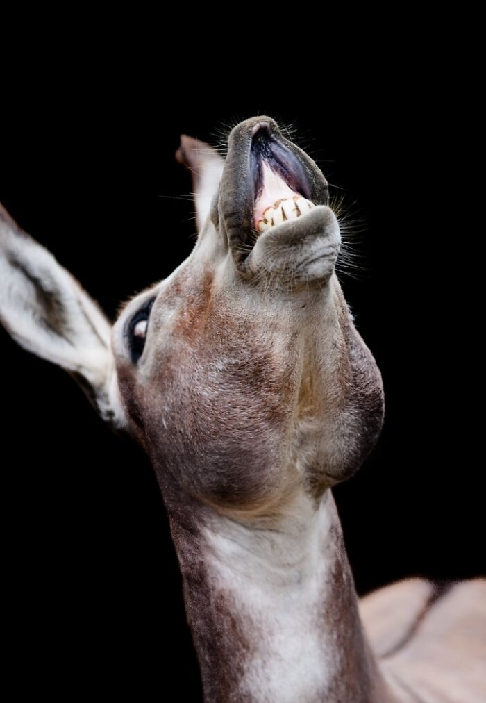 27 Funny Photos That Prove Animals Can Catch Your Yawn