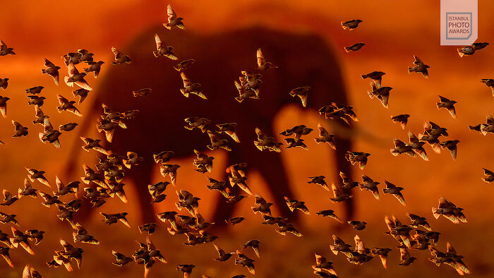 30 Striking Photos From The Istanbul Photo Awards 2025 That Captured The World’s Attention 30 Striking Photos From The Istanbul Photo Awards 2025 That Captured The World’s Attention