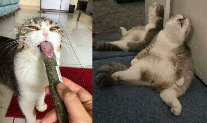 40 Pics Of “Cats Accepting Their Lives” In The Most Hilarious Ways 40 Pics Of “Cats Accepting Their Lives” In The Most Hilarious Ways