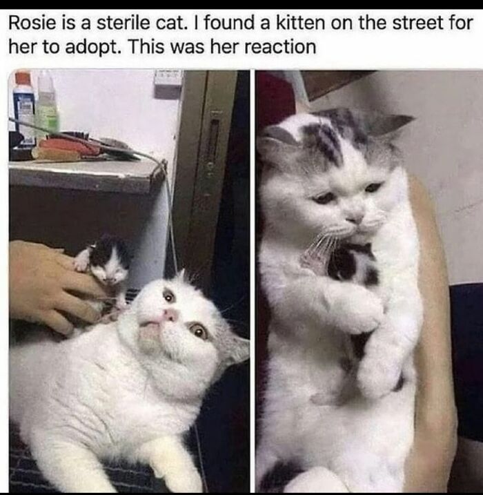 40 Pics Of “Cats Accepting Their Lives” In The Most Hilarious Ways 40 Pics Of “Cats Accepting Their Lives” In The Most Hilarious Ways