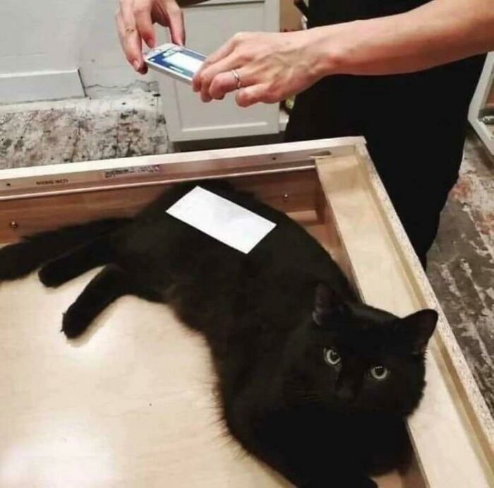 40 Pics Of “Cats Accepting Their Lives” In The Most Hilarious Ways 40 Pics Of “Cats Accepting Their Lives” In The Most Hilarious Ways