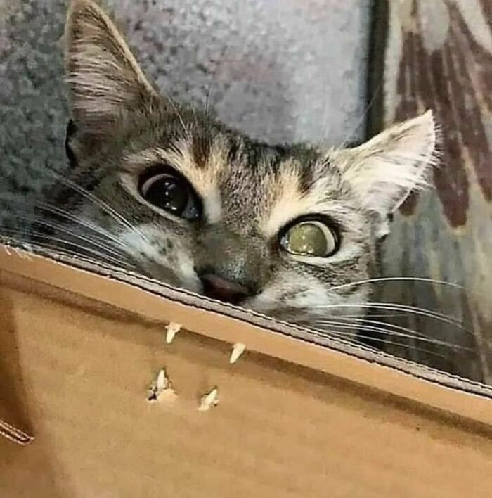 40 Pics Of “Cats Accepting Their Lives” In The Most Hilarious Ways 40 Pics Of “Cats Accepting Their Lives” In The Most Hilarious Ways