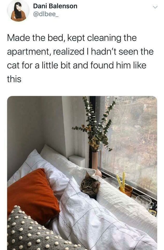 40 Pics Of “Cats Accepting Their Lives” In The Most Hilarious Ways 40 Pics Of “Cats Accepting Their Lives” In The Most Hilarious Ways