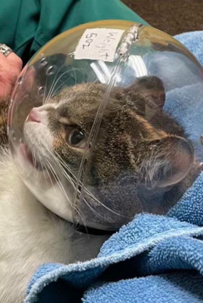 40 Pics Of “Cats Accepting Their Lives” In The Most Hilarious Ways 40 Pics Of “Cats Accepting Their Lives” In The Most Hilarious Ways