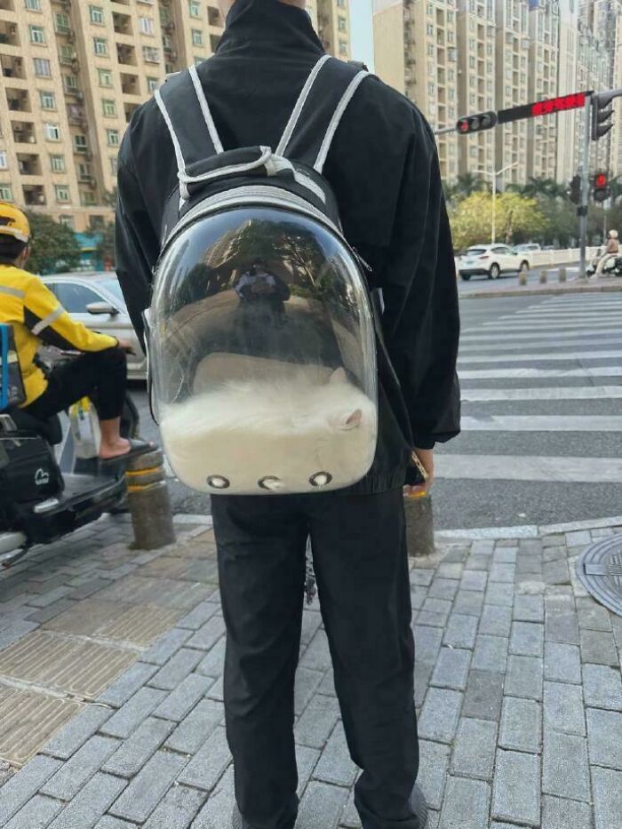 40 Pics Of “Cats Accepting Their Lives” In The Most Hilarious Ways 40 Pics Of “Cats Accepting Their Lives” In The Most Hilarious Ways