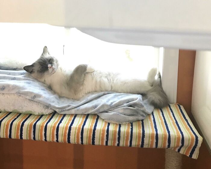 40 Pics Of “Cats Accepting Their Lives” In The Most Hilarious Ways 40 Pics Of “Cats Accepting Their Lives” In The Most Hilarious Ways