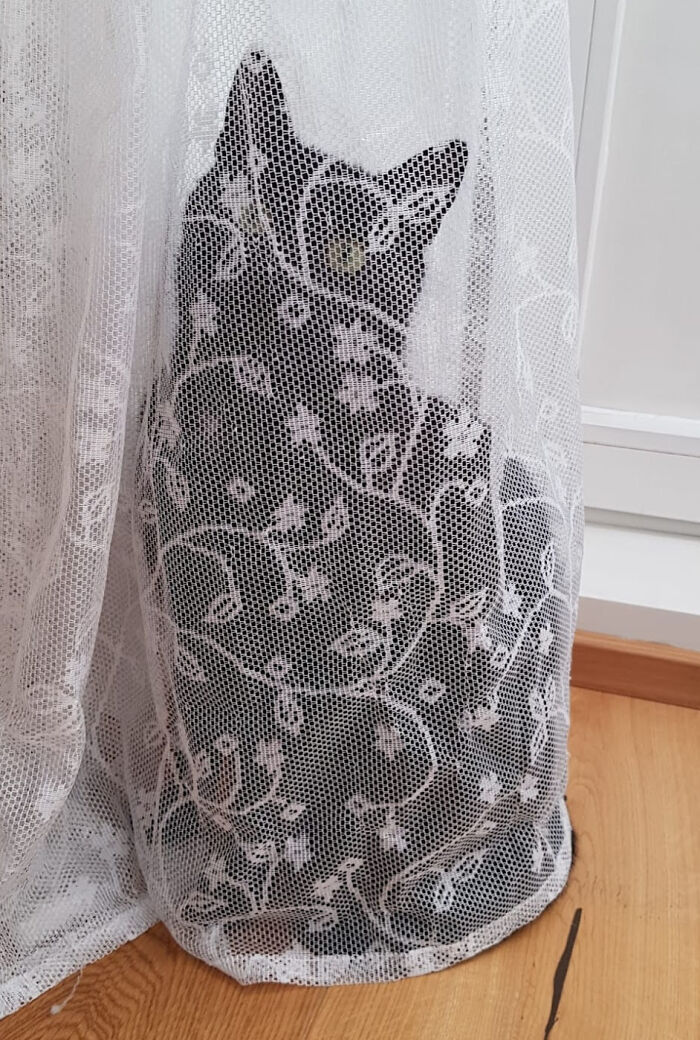 40 Pics Of “Cats Accepting Their Lives” In The Most Hilarious Ways 40 Pics Of “Cats Accepting Their Lives” In The Most Hilarious Ways