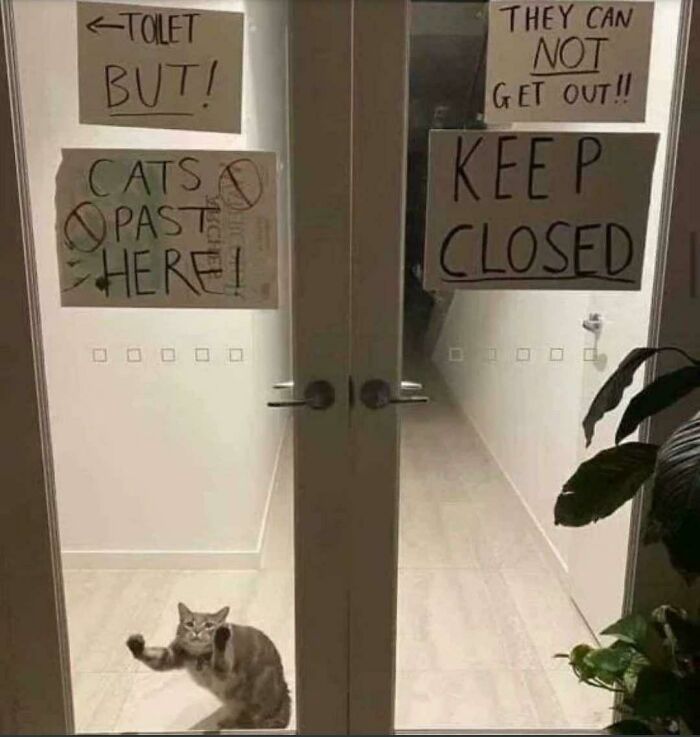 40 Pics Of “Cats Accepting Their Lives” In The Most Hilarious Ways 40 Pics Of “Cats Accepting Their Lives” In The Most Hilarious Ways