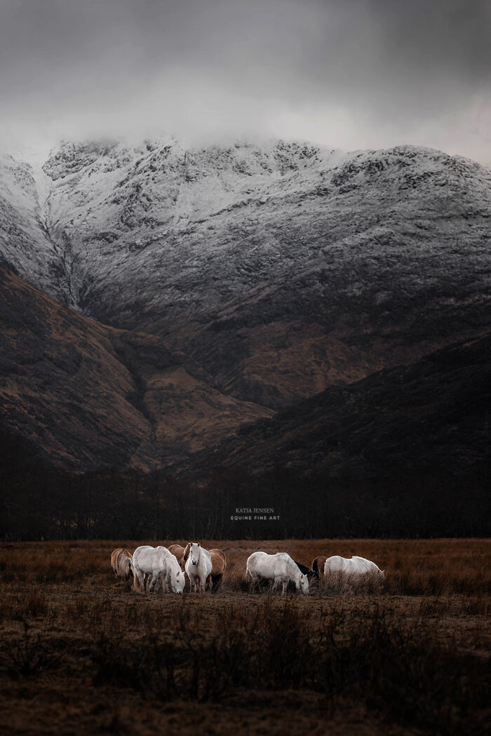 “Spirits Of The Highlands”: My 22 Photos Of Ponies That I Took In Scotland “Spirits Of The Highlands”: My 22 Photos Of Ponies That I Took In Scotland