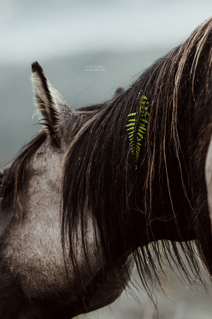 “Spirits Of The Highlands”: My 22 Photos Of Ponies That I Took In Scotland “Spirits Of The Highlands”: My 22 Photos Of Ponies That I Took In Scotland