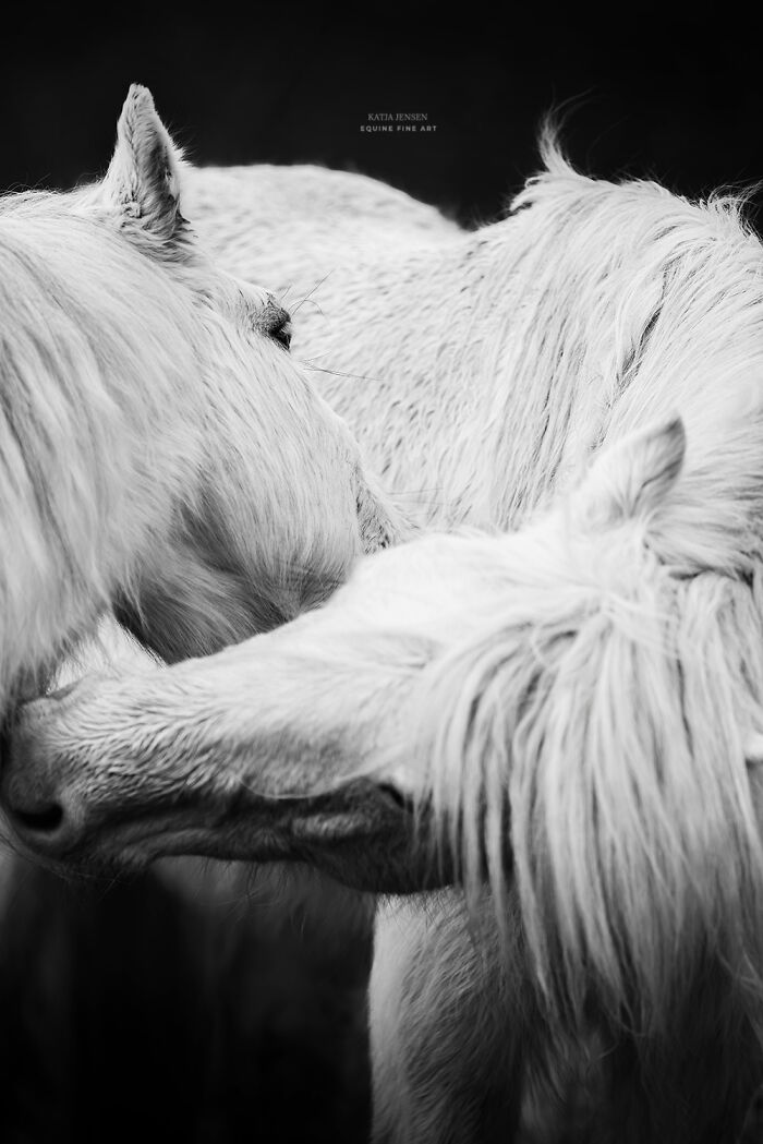 “Spirits Of The Highlands”: My 22 Photos Of Ponies That I Took In Scotland “Spirits Of The Highlands”: My 22 Photos Of Ponies That I Took In Scotland