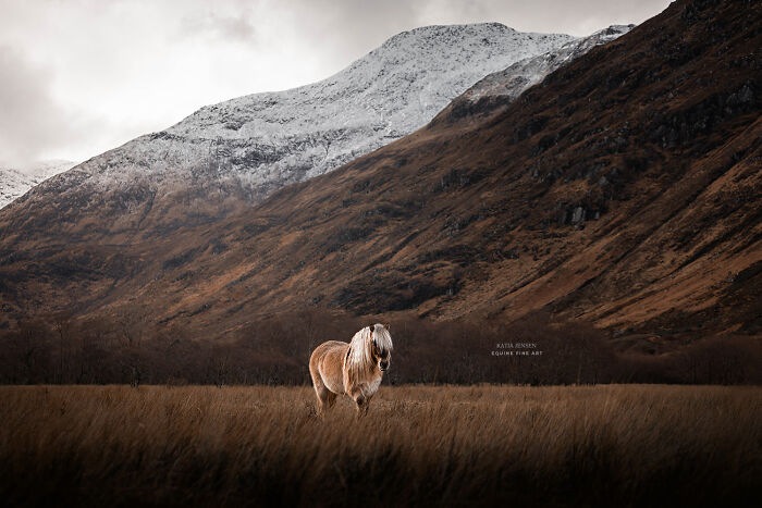 “Spirits Of The Highlands”: My 22 Photos Of Ponies That I Took In Scotland “Spirits Of The Highlands”: My 22 Photos Of Ponies That I Took In Scotland