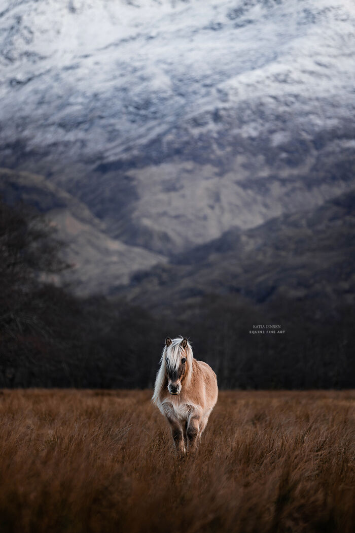“Spirits Of The Highlands”: My 22 Photos Of Ponies That I Took In Scotland “Spirits Of The Highlands”: My 22 Photos Of Ponies That I Took In Scotland