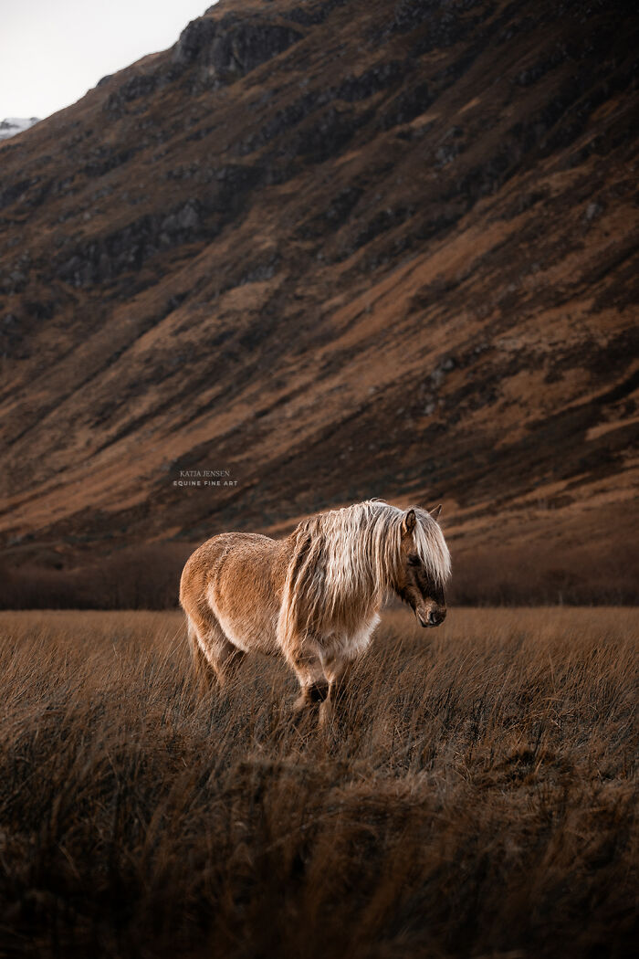 “Spirits Of The Highlands”: My 22 Photos Of Ponies That I Took In Scotland “Spirits Of The Highlands”: My 22 Photos Of Ponies That I Took In Scotland