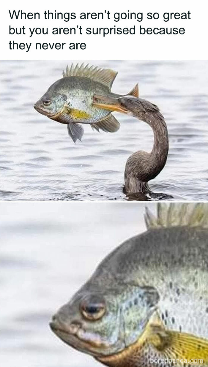 50 Hilarious Memes For People Who Might Have Given Up On Life—But With Humor (New Pics) 50 Hilarious Memes For People Who Might Have Given Up On Life—But With Humor (New Pics)