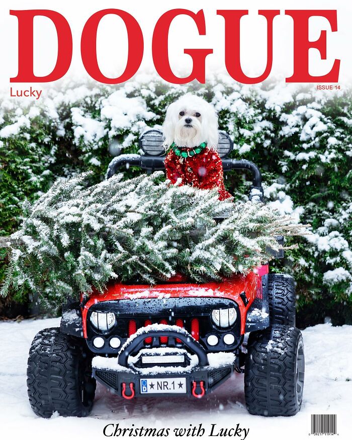 Dogue: 24 Cover Images Of Playful Fashion Dog Parody Of Vogue Magazine Dogue: 24 Cover Images Of Playful Fashion Dog Parody Of Vogue Magazine