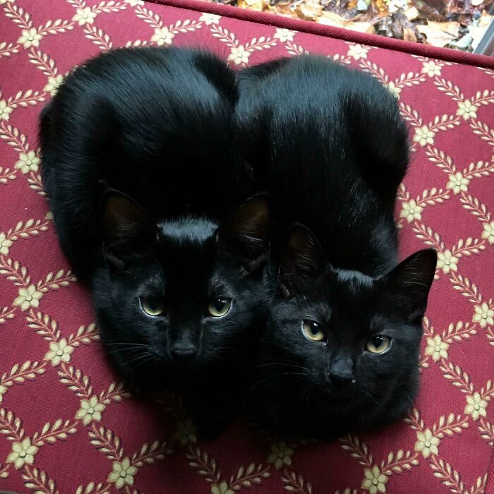 Online Community Is Dedicated To Sharing ‘Catloaf’ Pics, Here Are 30 Of The Cutest Online Community Is Dedicated To Sharing ‘Catloaf’ Pics, Here Are 30 Of The Cutest