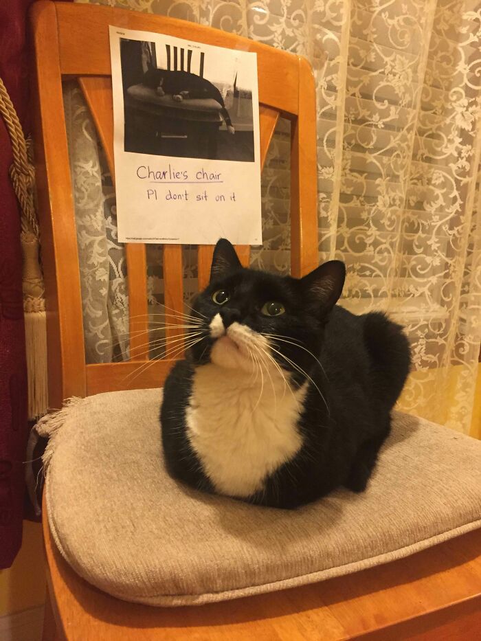 Online Community Is Dedicated To Sharing ‘Catloaf’ Pics, Here Are 30 Of The Cutest Online Community Is Dedicated To Sharing ‘Catloaf’ Pics, Here Are 30 Of The Cutest