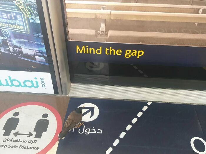 The Rules Of Normal Life Simply Do Not Apply In Dubai According To These 32 Photos