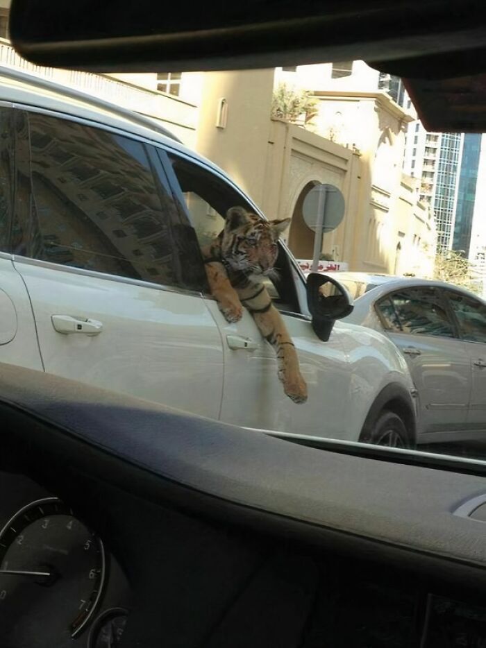 The Rules Of Normal Life Simply Do Not Apply In Dubai According To These 32 Photos