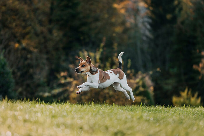 21 Heartwarming Photos Capturing The Special Bond Between Animals And Their Humans By Lea Styger 21 Heartwarming Photos Capturing The Special Bond Between Animals And Their Humans By Lea Styger