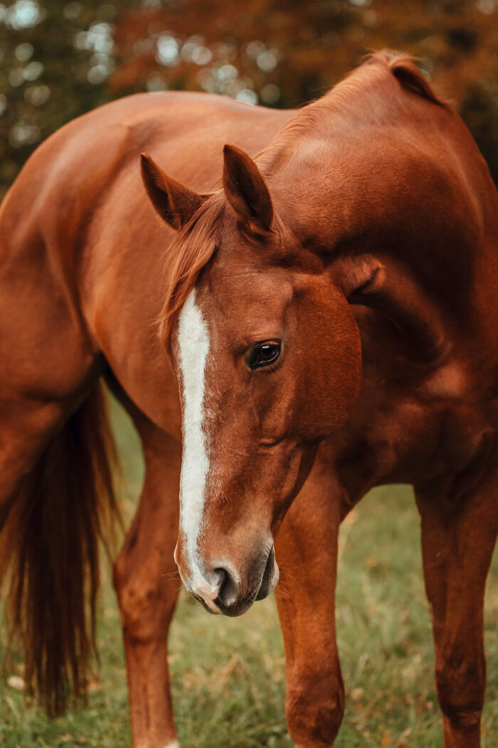 21 Heartwarming Photos Capturing The Special Bond Between Animals And Their Humans By Lea Styger 21 Heartwarming Photos Capturing The Special Bond Between Animals And Their Humans By Lea Styger