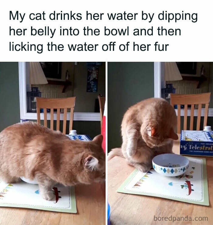 This IG Page Is The Hub For Funny Cat Memes, And Here Are 50 Of The Most Purrfect Ones This IG Page Is The Hub For Funny Cat Memes, And Here Are 50 Of The Most Purrfect Ones