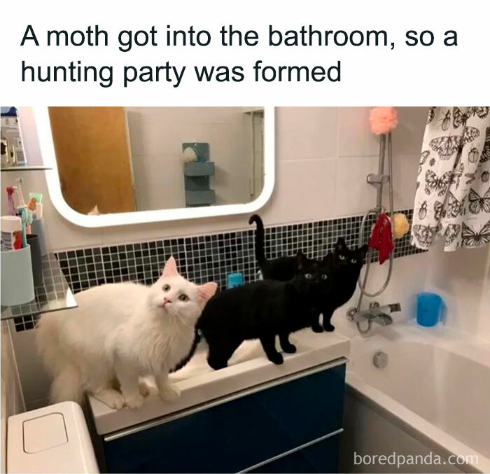 This IG Page Is The Hub For Funny Cat Memes, And Here Are 50 Of The Most Purrfect Ones This IG Page Is The Hub For Funny Cat Memes, And Here Are 50 Of The Most Purrfect Ones