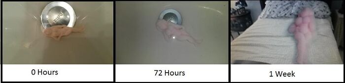 People Writing Amazon Reviews Like They’re Auditioning For SNL: 25 Gems People Writing Amazon Reviews Like They’re Auditioning For SNL: 25 Gems