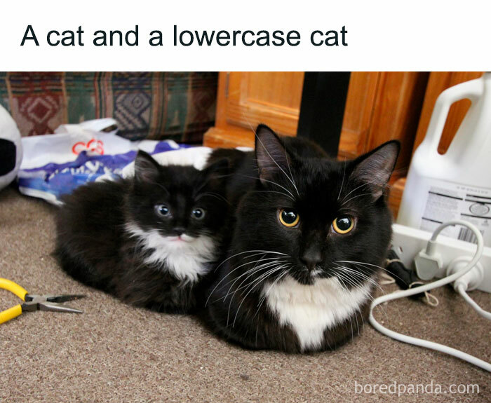 50 Adorable Memes That Prove Just How Special Cats Are