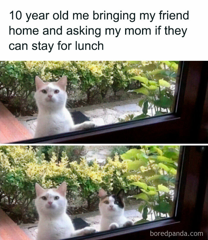50 Adorable Memes That Prove Just How Special Cats Are
